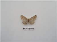 藏品(尺蛾145)的圖片